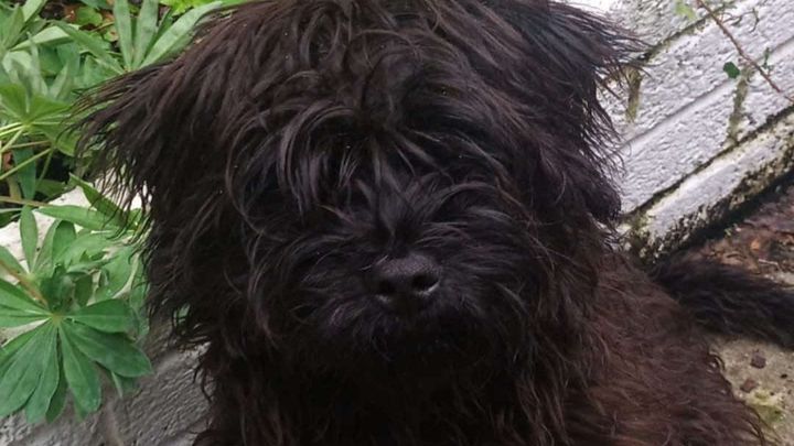 July Furbabies campaign photo, 1 of 4