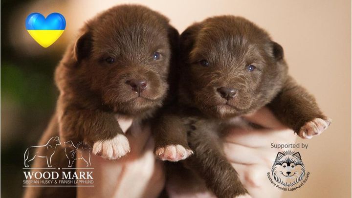 son lapphund ruidosos