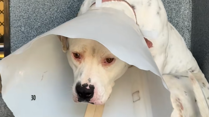 Flint’s Brave Chance at Life Again❤️ campaign photo, 1 of 8