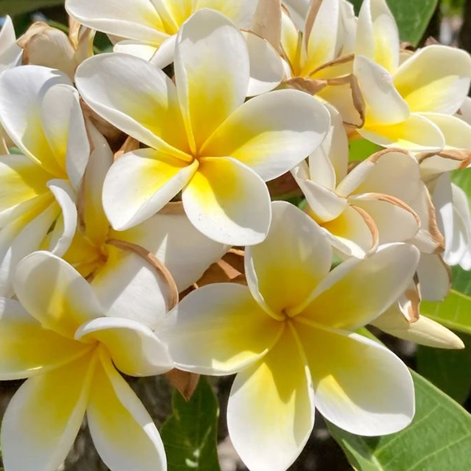 Send Mom to Hawaii for Lola's Farewell