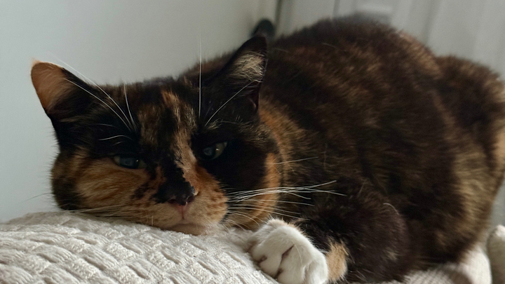 Please help me give Hazel a send off campaign photo, 1 of 6
