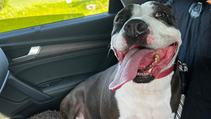 Help King Get the Dental Surgery He Needs campaign photo, 1 of 7