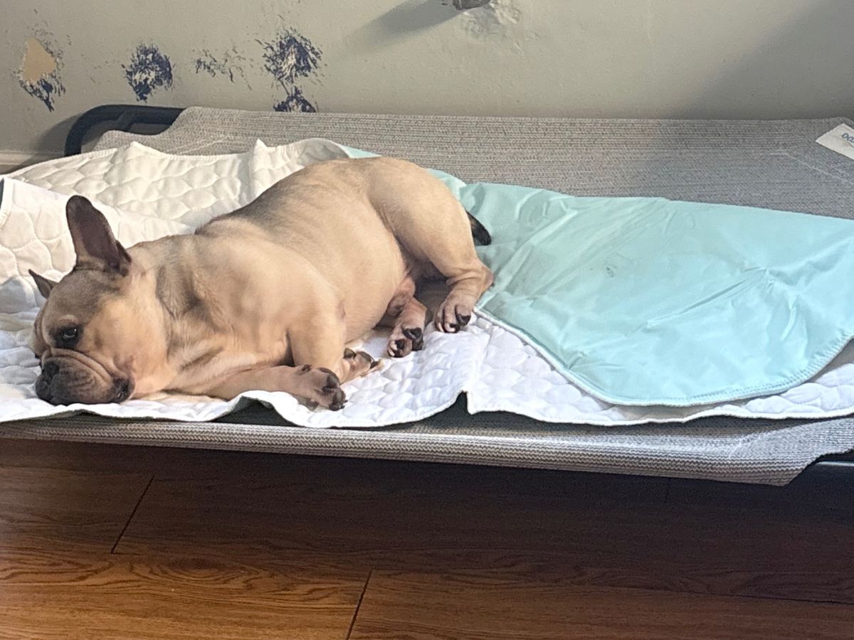 Fundraiser by Alex A : Help Ace Get Urgent Vet Care