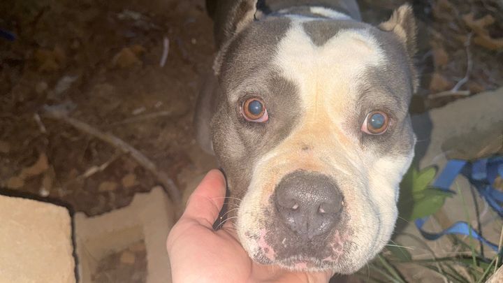 Fundraiser by Brandon Smith : Help Rescue and Rehome Abandoned Senior Dog
