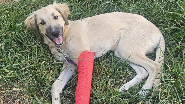 Fundraiser By Megan Holt : Help Murphy Heal: Surgery For Sweet Puppy