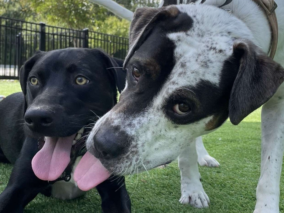 Help Improve Our Play Yards for Shelter Dogs campaign photo, 1 of 7