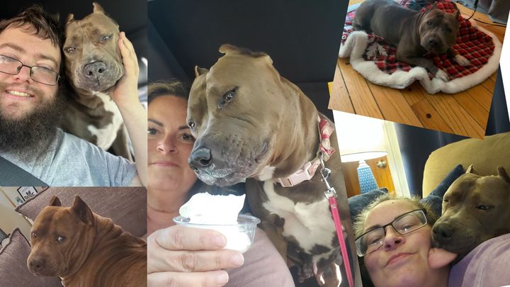 Help with Vet Expenses and losing Jeanie campaign photo, 1 of 4