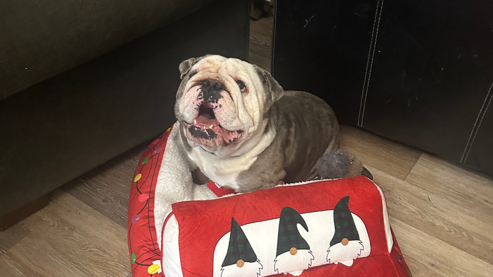 Urgent Surgery for Capone’s Medical Emergency campaign photo, 1 of 3