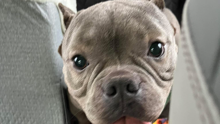 Donate to save Mia the micro bully now hospitalized campaign photo, 1 of 4
