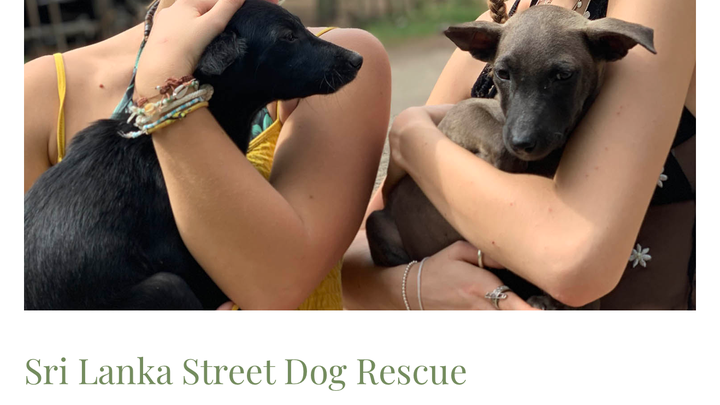 Help Me Support the stray dogs in Sri Lanka campaign photo, 1 of 8