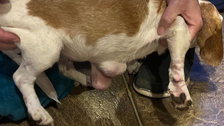 Help Nova Get Urgent Vet Care campaign photo, 1 of 5