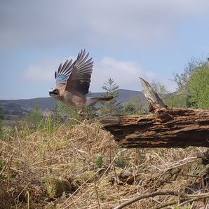 Restoring Hardknott Forest