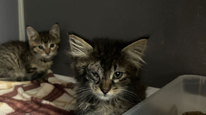 Help Hilal Save Stray Animals in Turkey campaign photo, 1 of 5