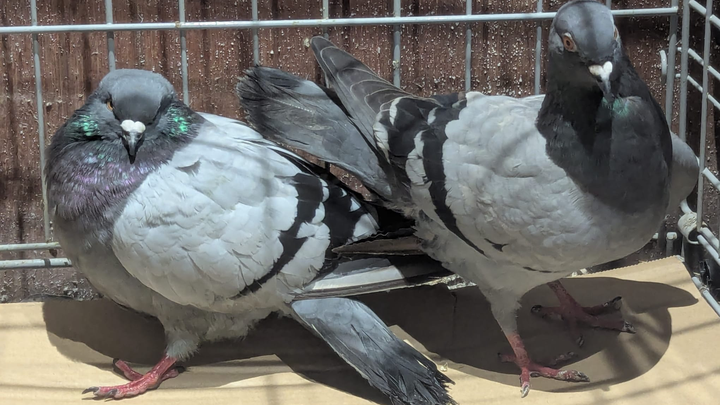Six Counties Pigeon Support Donations campaign photo, 1 of 5