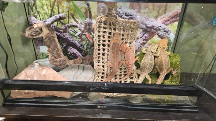 Help needed: Urgent reptile rescue! campaign photo, 1 of 6