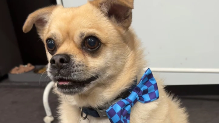 Help Spencer Get the Vet Care He Needs campaign photo, 1 of 7