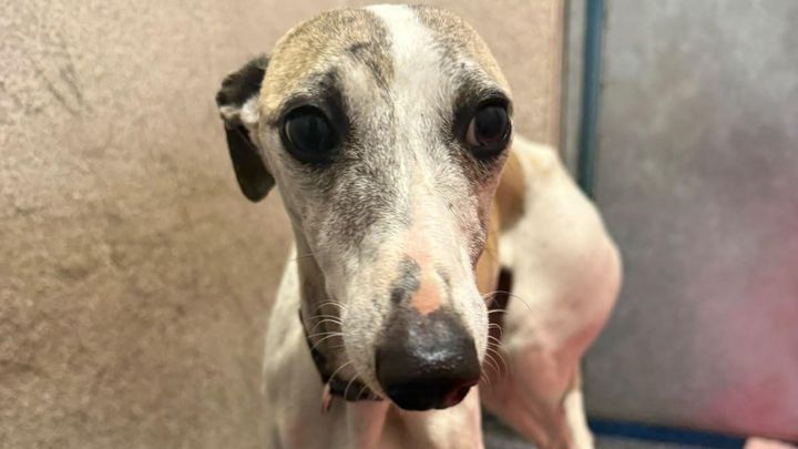 Whippi's Broken Leg campaign photo, 1 of 8