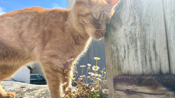Gus's urgent hospital stay campaign photo, 1 of 5