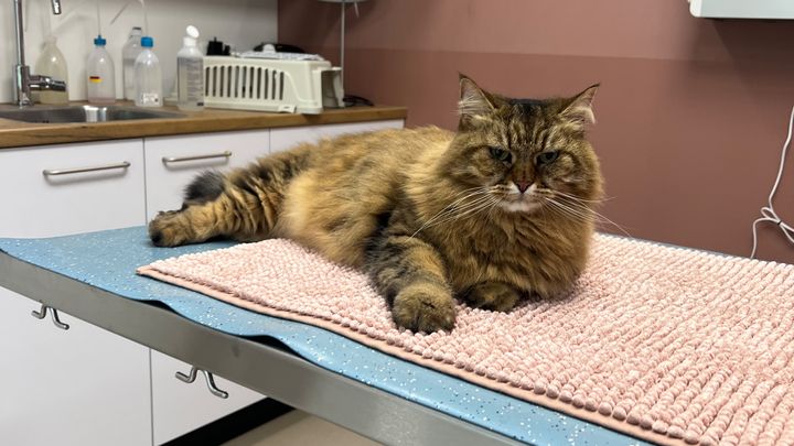 Help Moof recover 