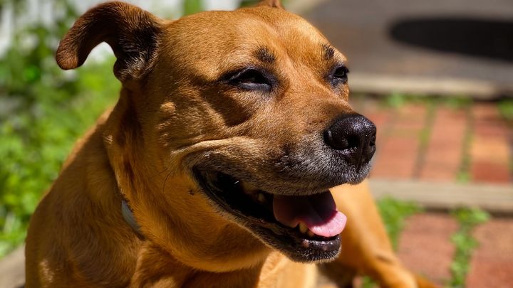 Mama Zaida’s Emergency Vet Fund campaign photo, 1 of 2