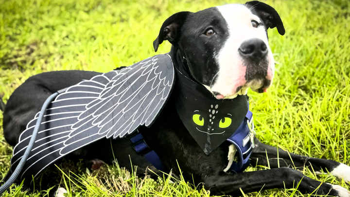 Support Enzo’s Cyst Removal Surgery campaign photo, 1 of 8