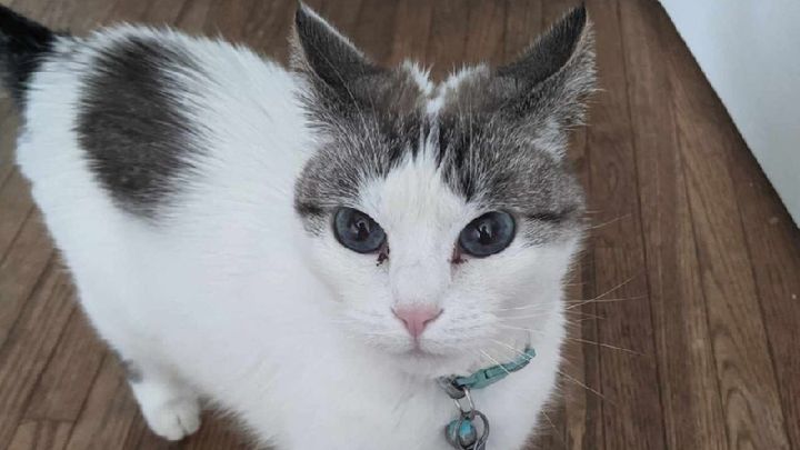 Fundraiser by Ashlee Steiner : Help Save Eve from FIP