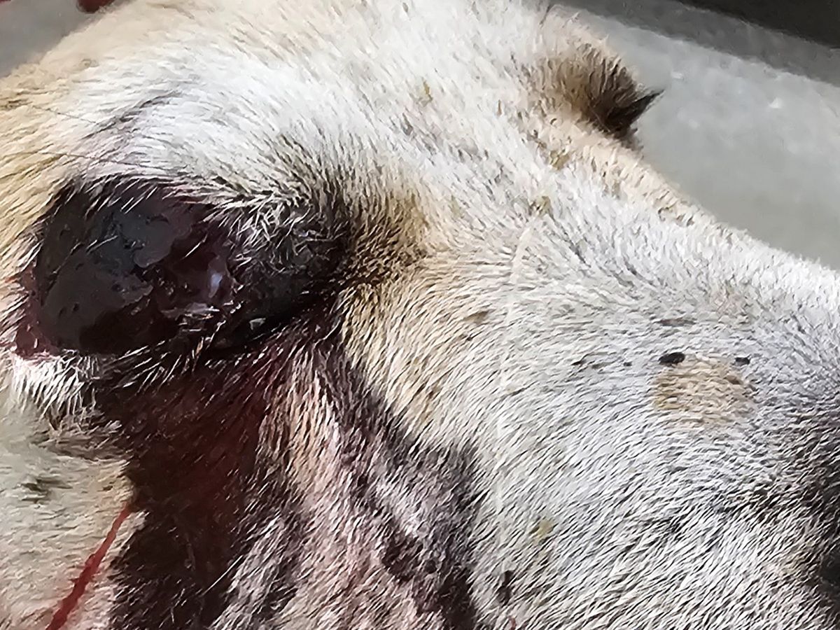Fundraiser by John Lockwood : Help Charlie Survive Rattlesnake Bite