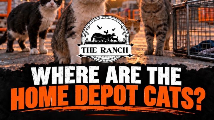 Justice for the Home Depot Cats campaign photo, 1 of 2
