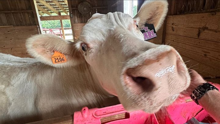 Save Carl: The Kinder Farm Park Steer, Sold Saturday campaign photo, 1 of 7