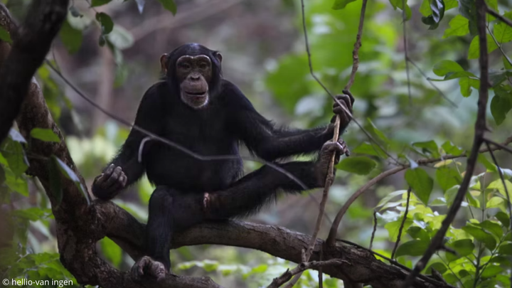 Soutenez mon rêve : étudier et protéger les chimpanzés campaign photo, 1 of 5