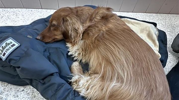 Help Monica’s Sweet Dachshund Acadia Heal campaign photo, 1 of 6