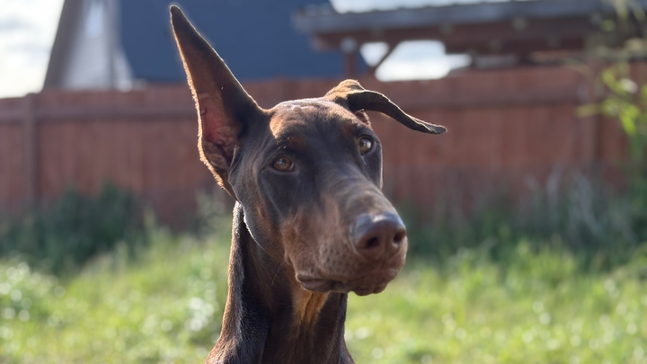 Lily’s Emergency Vet Bill campaign photo, 1 of 8
