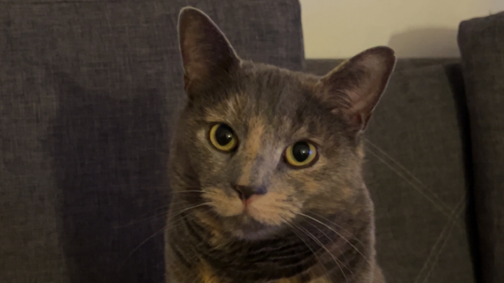 Hilfe für unsere Herzenskatze Luna ❤️ campaign photo, 1 of 4