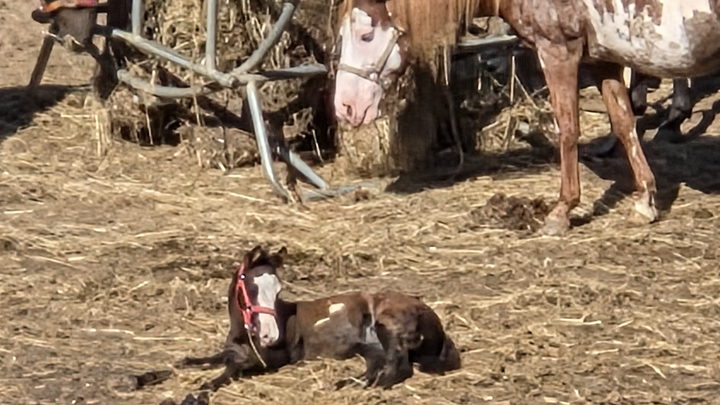 Aid Hanson Farms After Recent Hardships campaign photo, 1 of 7