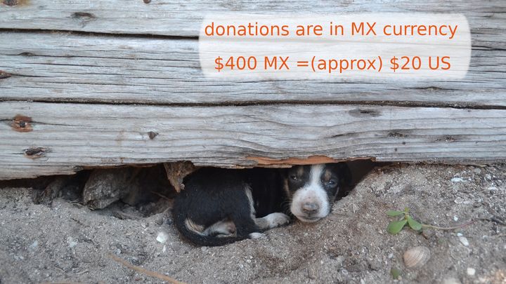 Main fundraiser photo