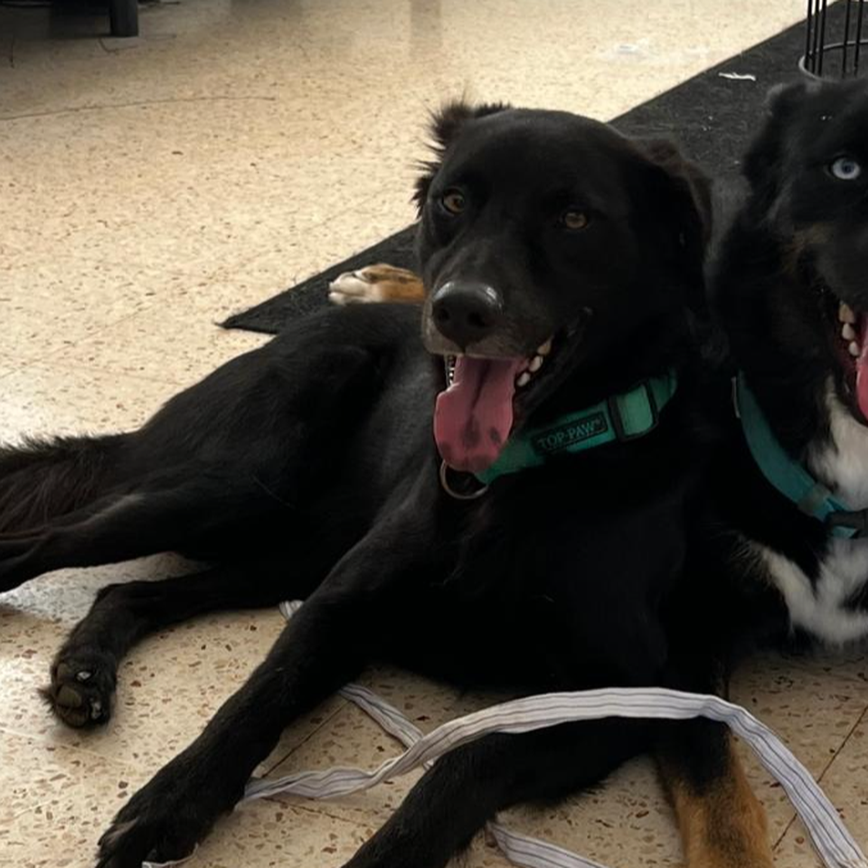 Tres corazones, una esperanza. Ayuda para mis perritos