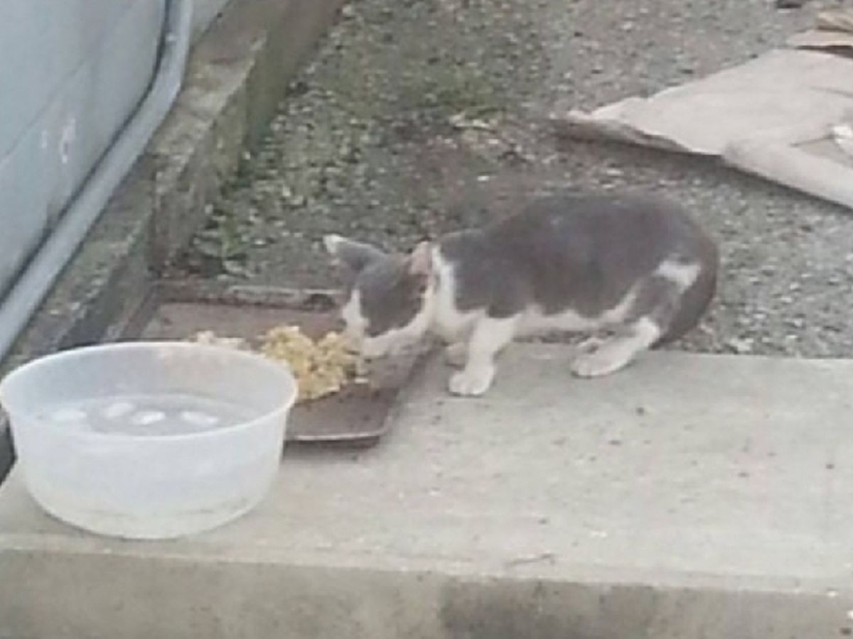 Support Izzi's Feral and Stray Friends #TNR campaign photo, 1 of 3