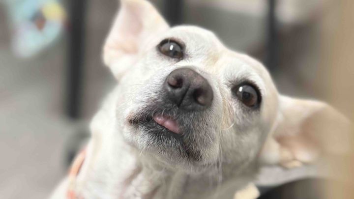 Help Gwenna Get Her Dental Procedure campaign photo, 1 of 8