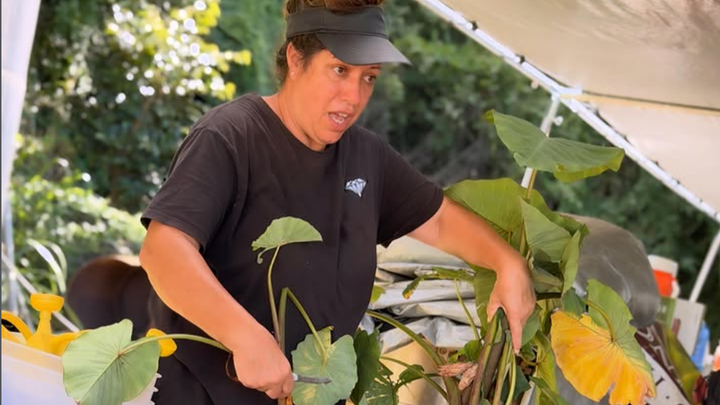 KĀKOʻO i ka ʻohana Shibuya & Mazaso Pig Farm campaign photo, 1 of 4