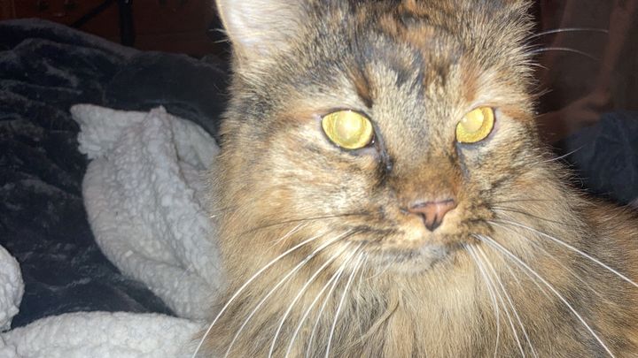 Help Izzy the Rescue Cat Get Urgent Vet Care campaign photo, 1 of 3