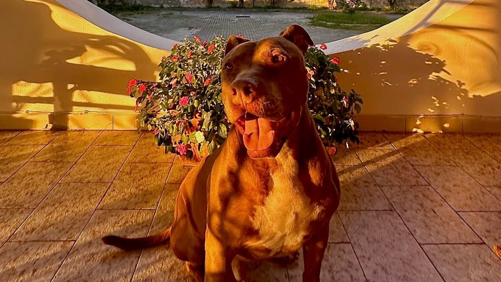 Aiutiamo Jack: intervento urgente per salvargli la vita campaign photo, 1 of 6