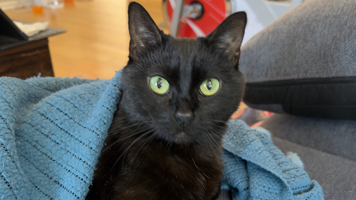 Help Richard Keep the Lights On and Feed His Cat campaign photo, 1 of 3