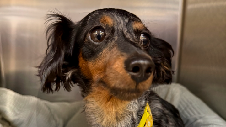 Support Trixie’s Surgery❤️ campaign photo, 1 of 6