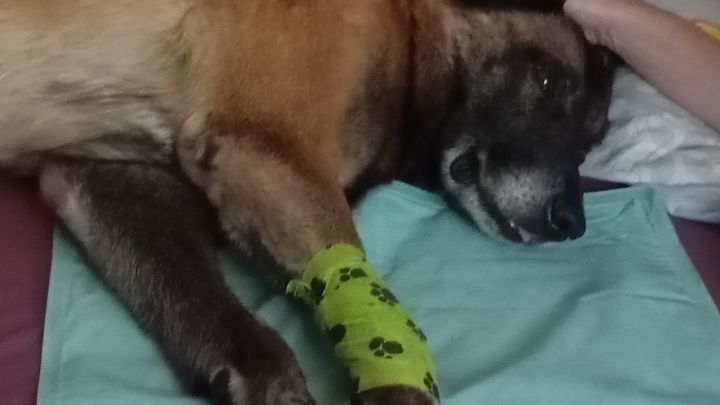 Mein kranker Hund-Dingo ist gestorben - Schulden geblieben campaign photo, 1 of 7