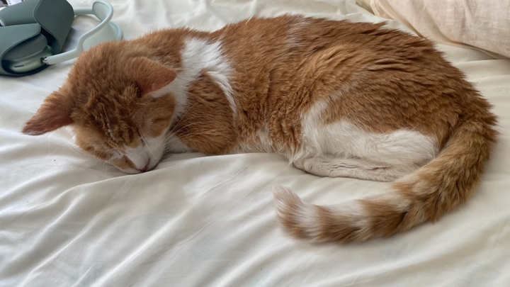 Preserve Orangey's Memory: Support Needed campaign photo, 1 of 3