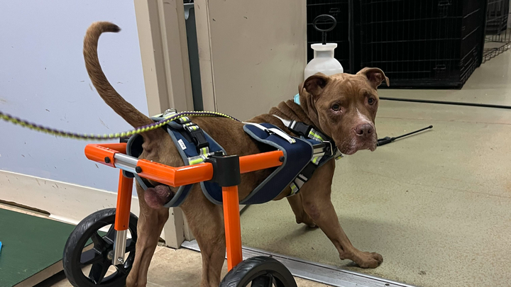 Omelette Needs Wheels: Help a Special Dog Thrive campaign photo, 1 of 6
