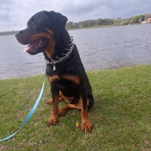 Lakeland Pitbull Advocates