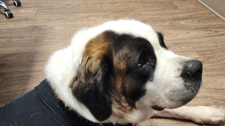 Support Aelin’s Urgent Surgery Fund campaign photo, 1 of 5