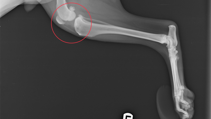 Help Hennessy get his surgery! campaign photo, 1 of 7