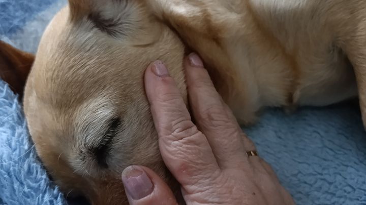 Per non perdere casa e curarsi - lei e il suo cagnolino campaign photo, 1 of 8